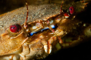 A Velvet Swimming Crab... by Paul Colley 